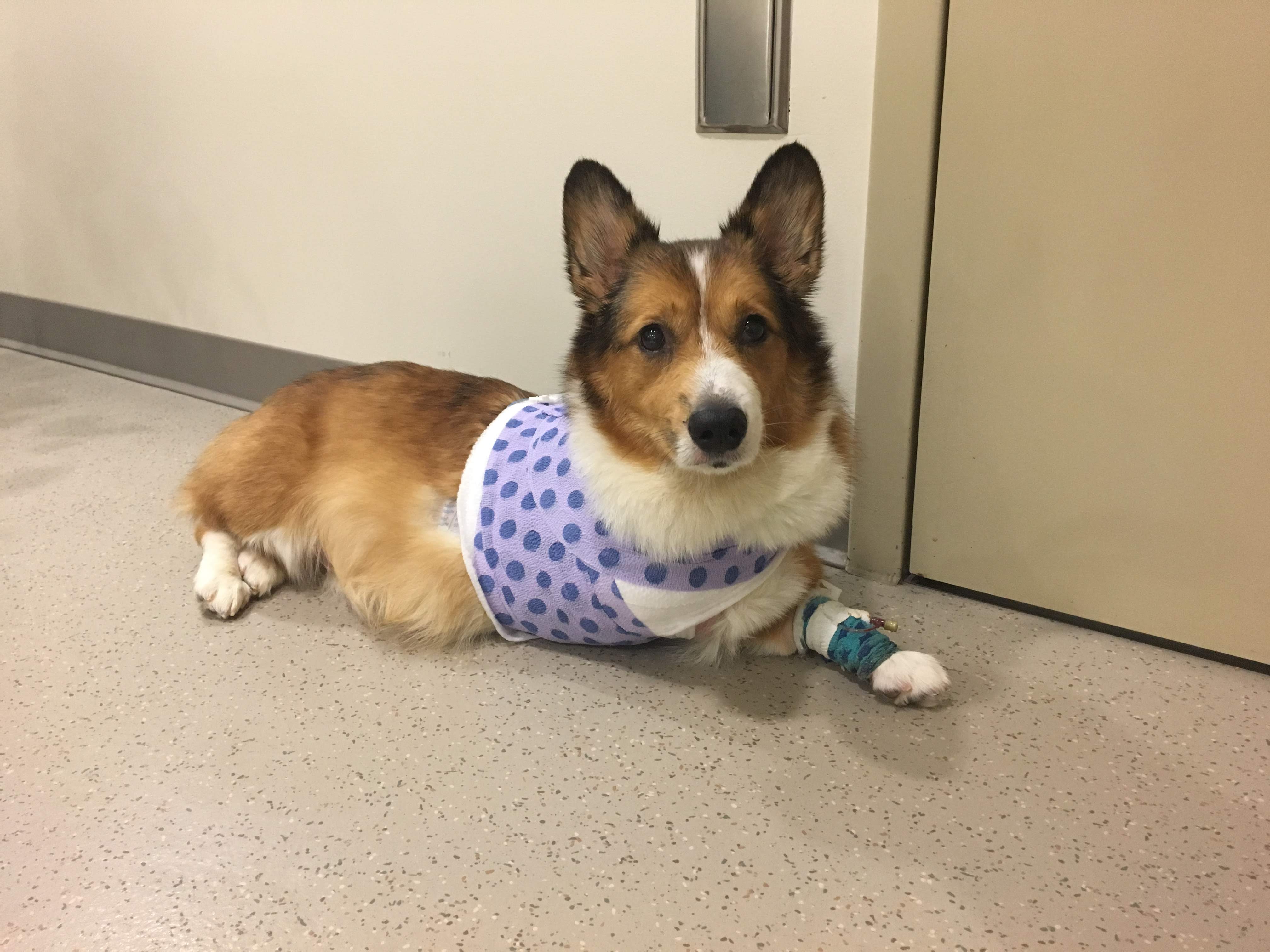 avocado corgi