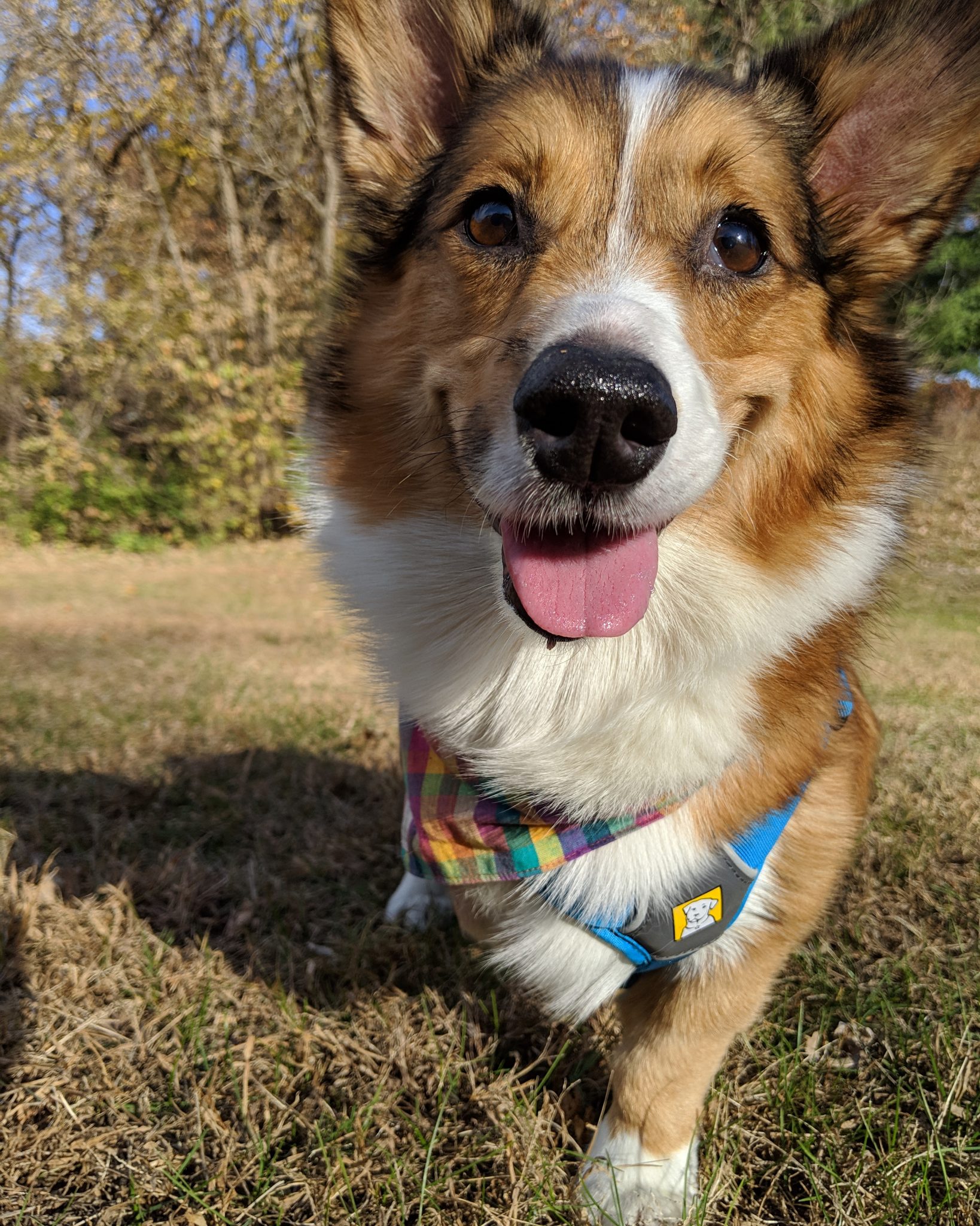 avocado corgi