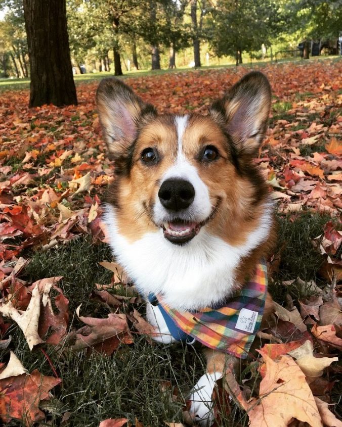 avocado corgi