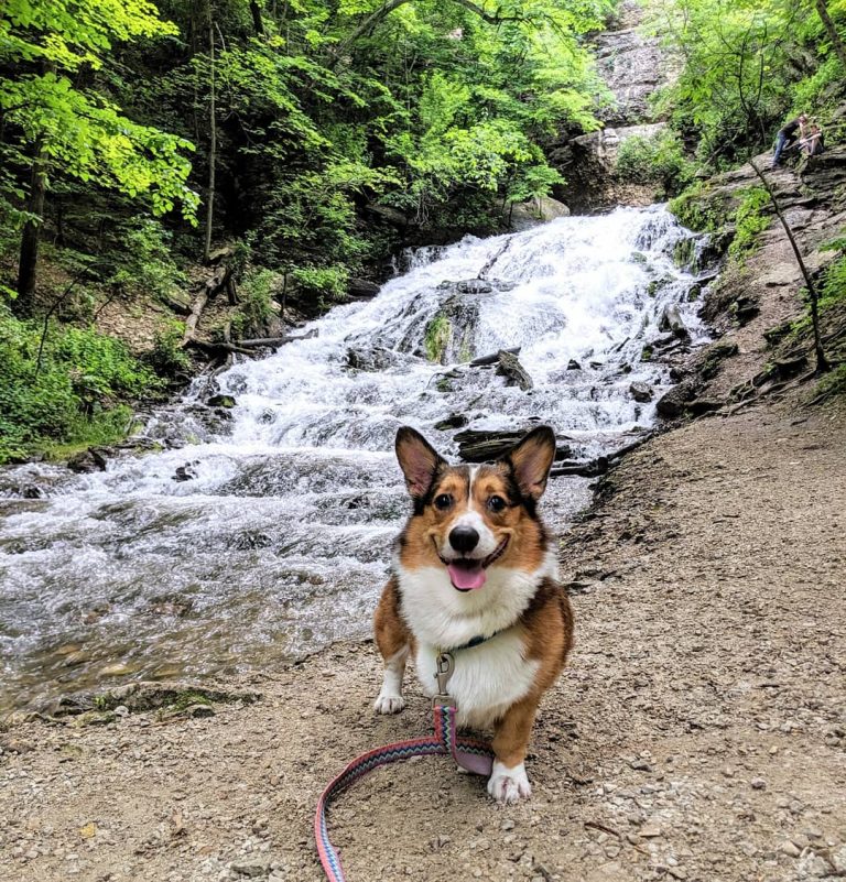 avocado corgi