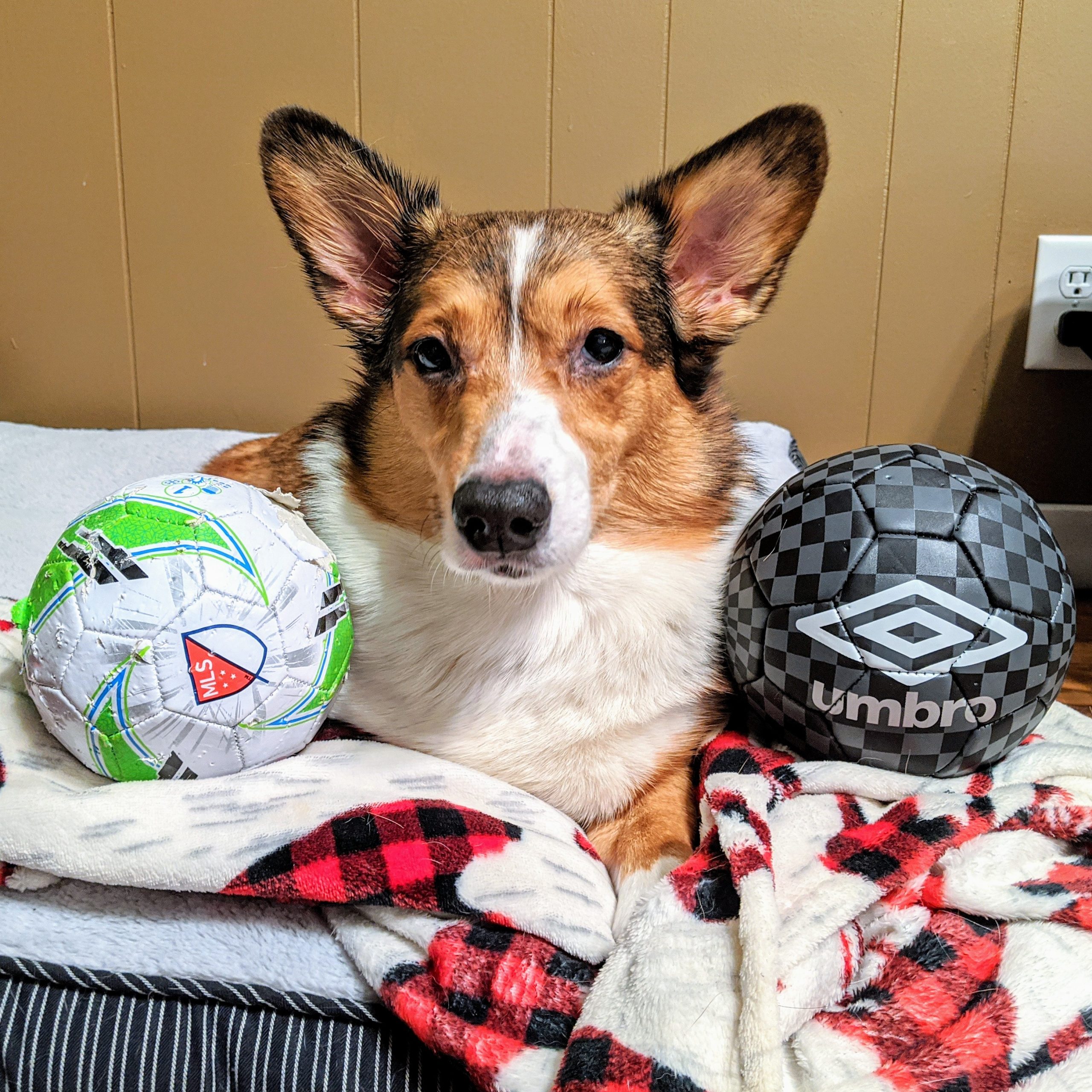 avocado corgi