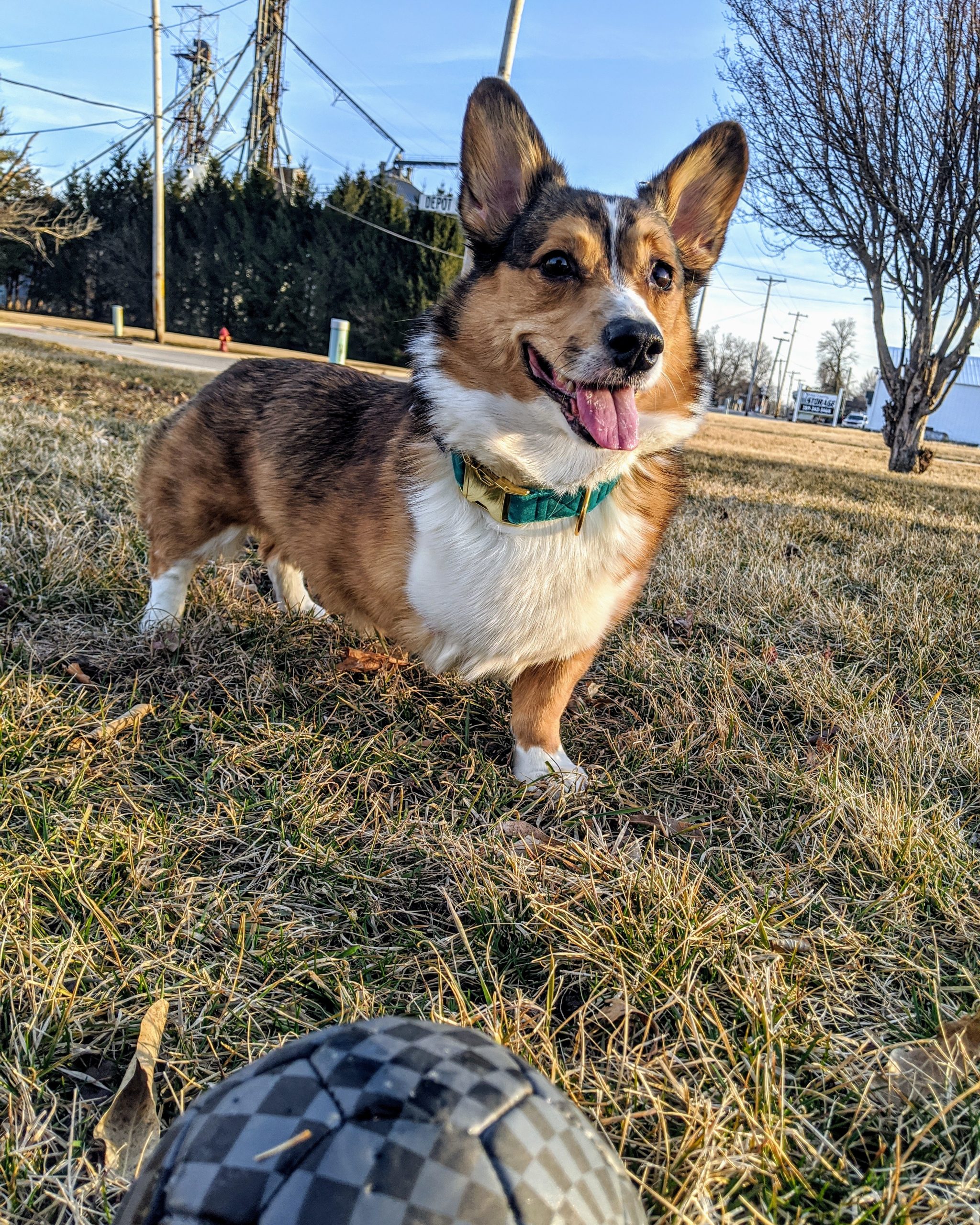 3 cheap legged corgi